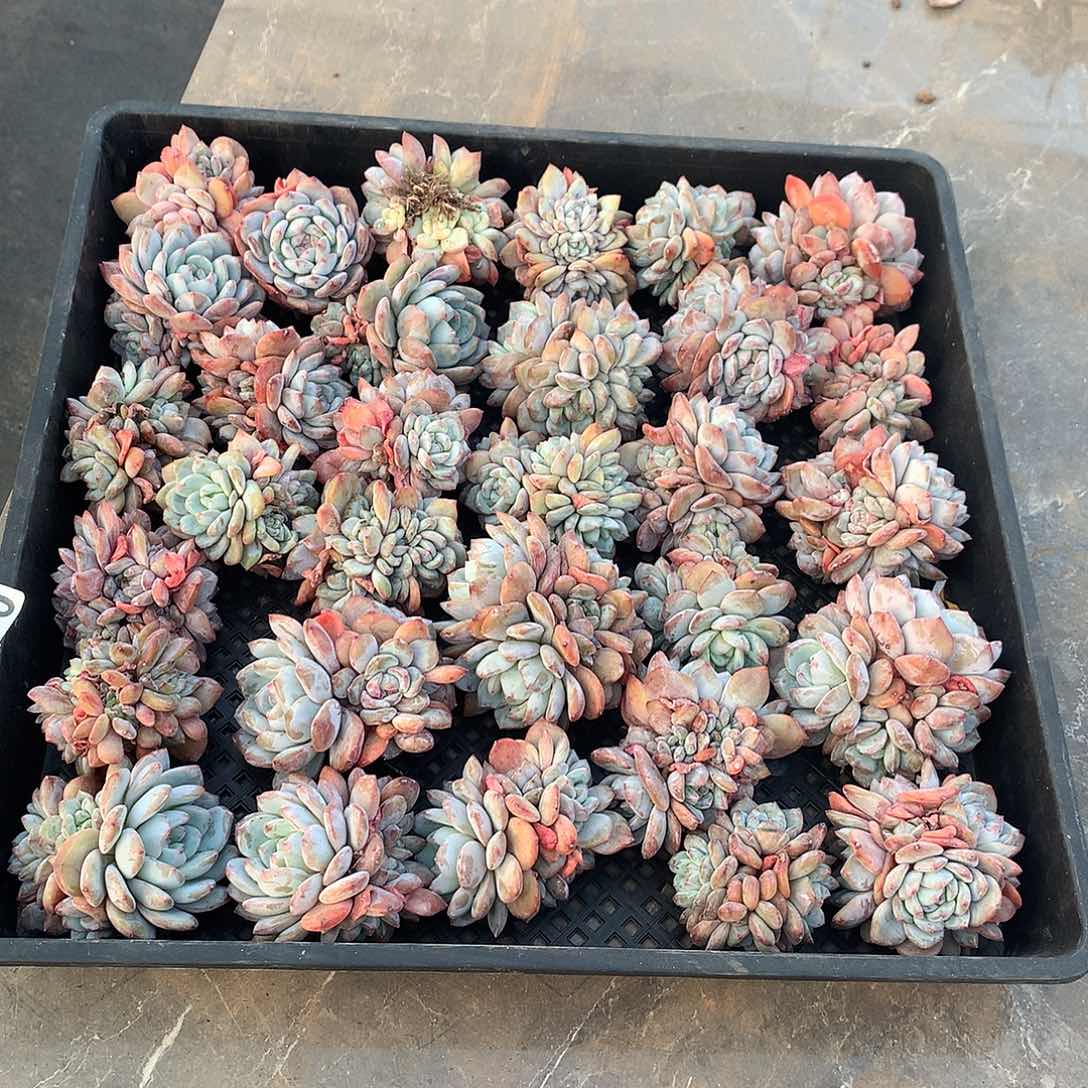 098橙子多肉植物组合，31颗