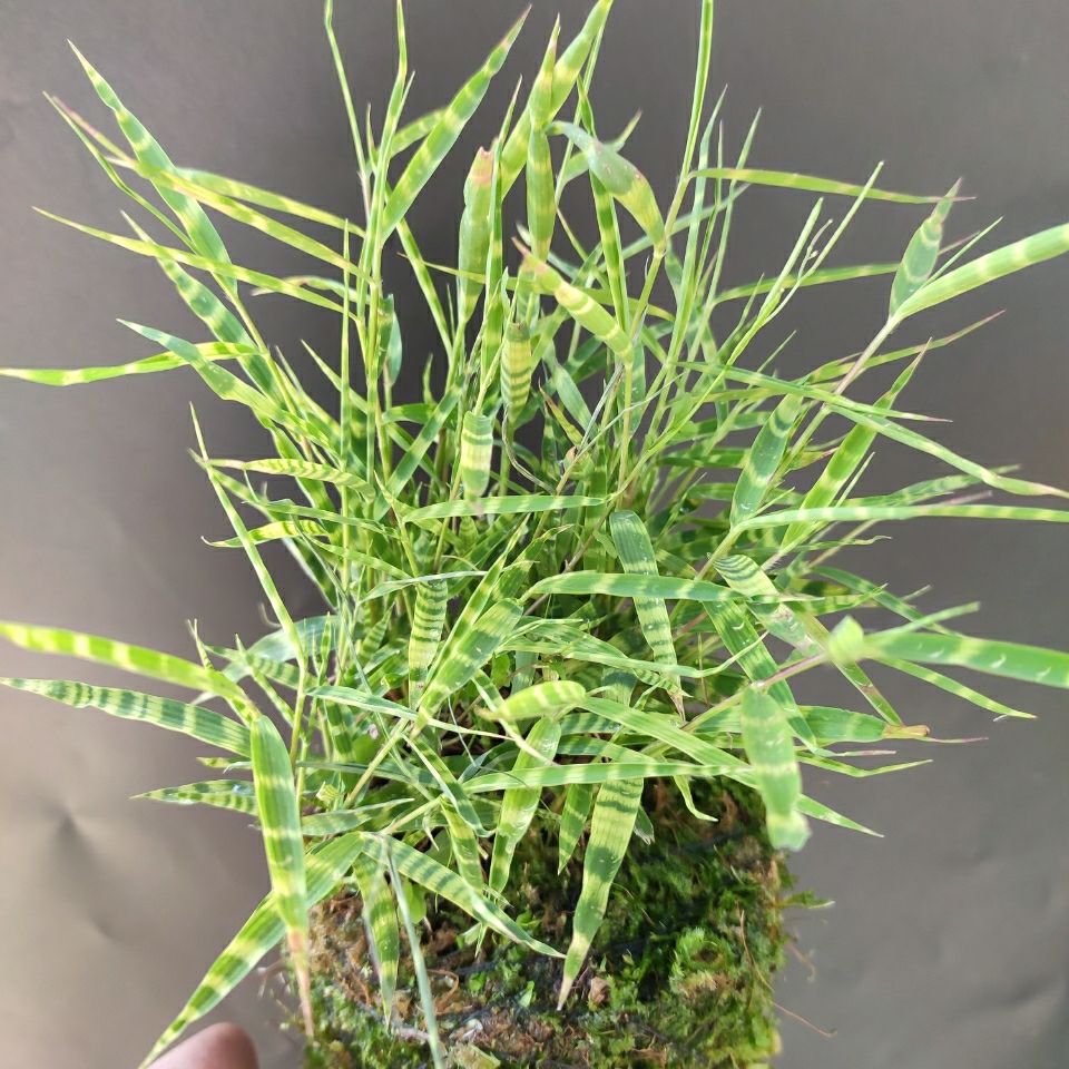 虎斑竹盆景竹苗绿植凤尾青轴翠竹植物水培虎斑竹盆栽室内力竹盆栽