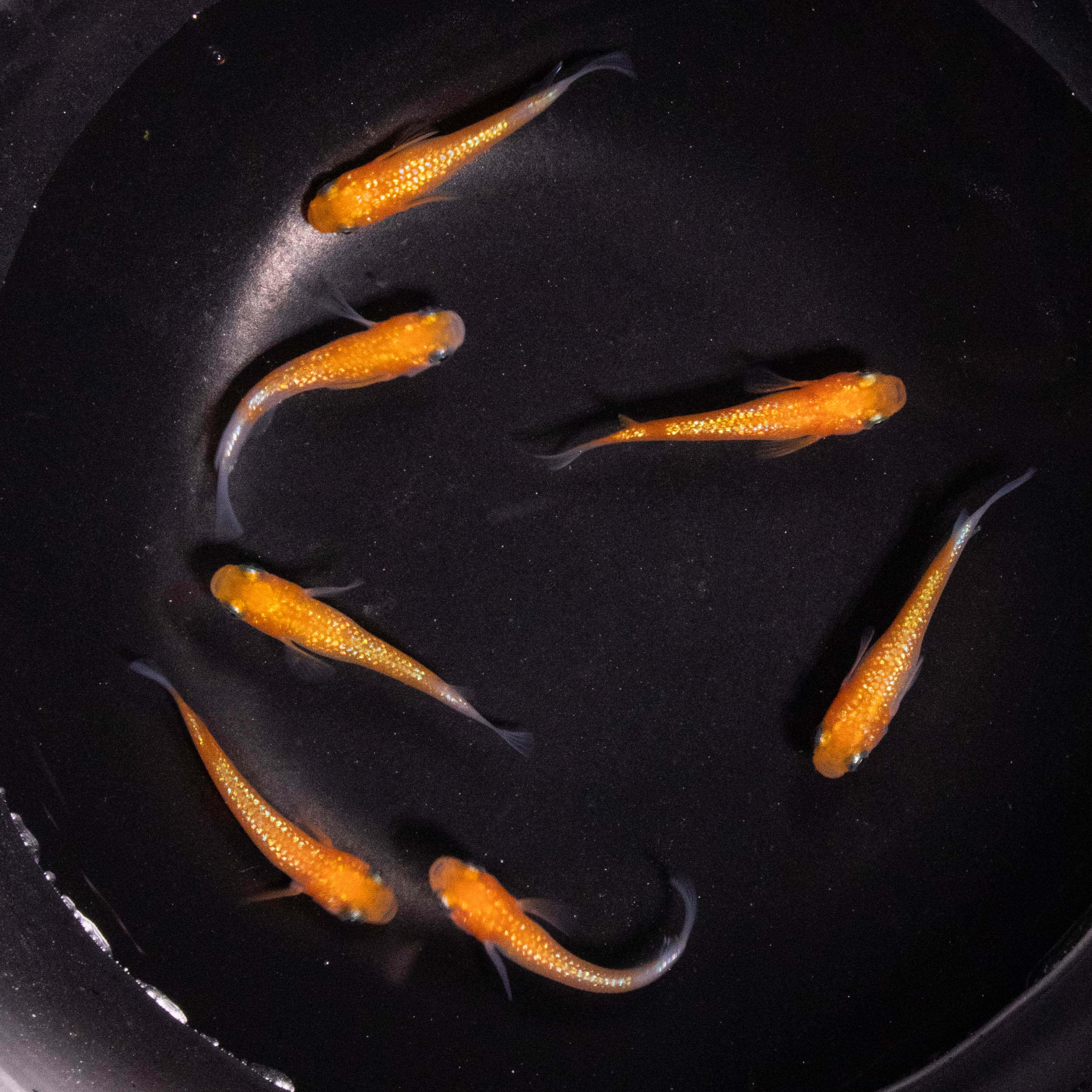 观背青鳉（王华）广温鱼不增氧不加热0-40度小型观赏鱼萌宠