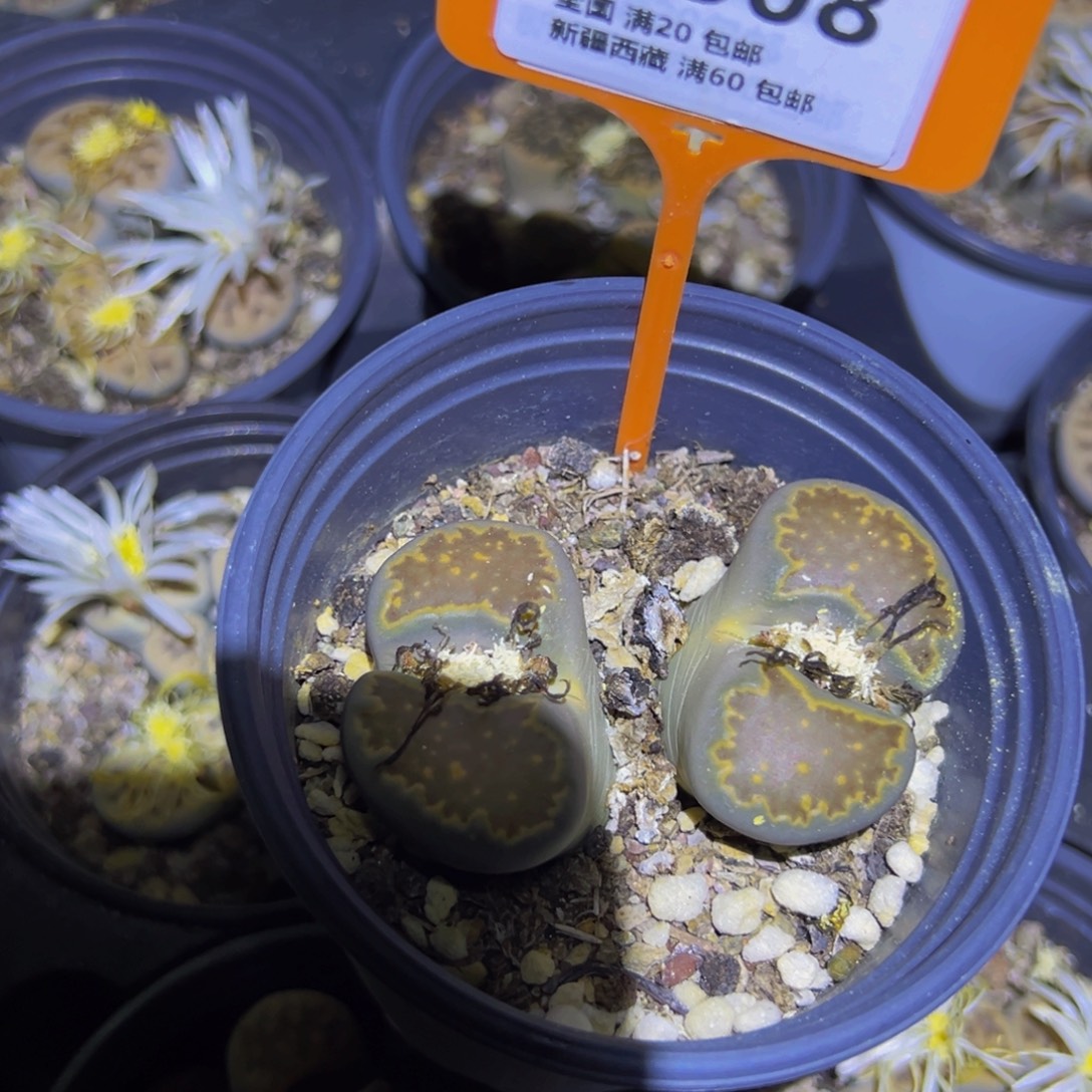 508 一物一拍，默认有伤，介意勿拍，不退不换