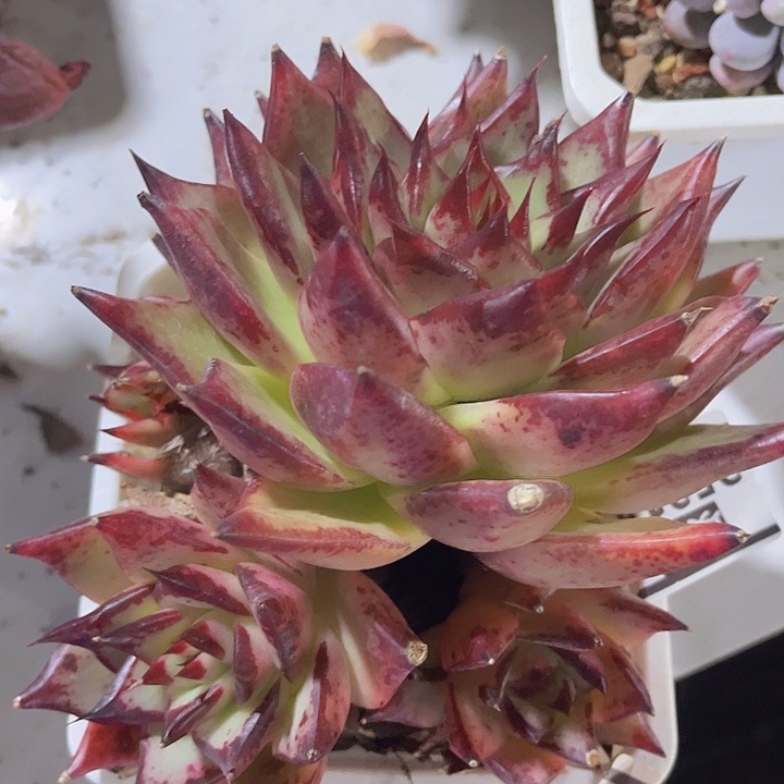 特殊系统25218多肉植物