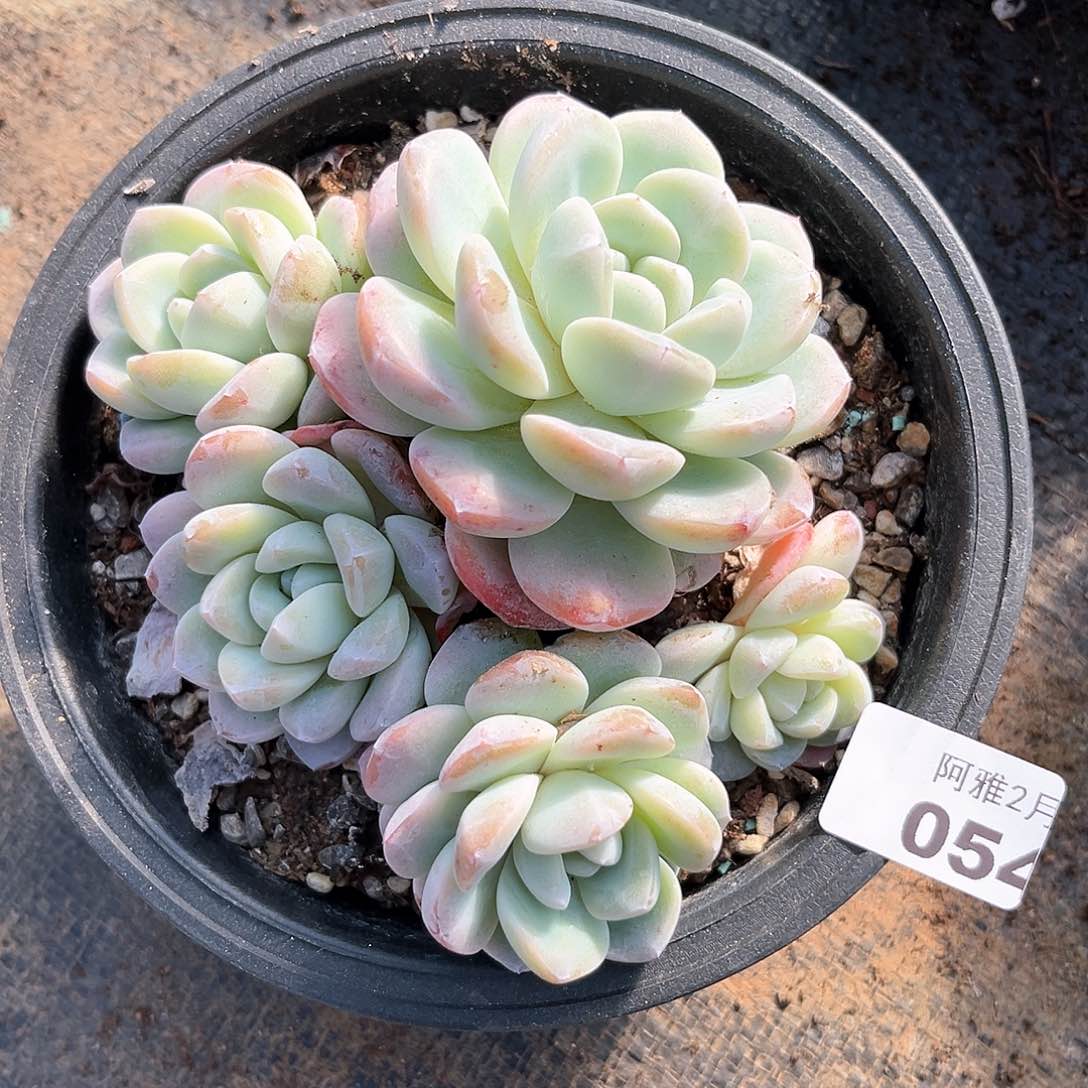 阿雅园艺。   054