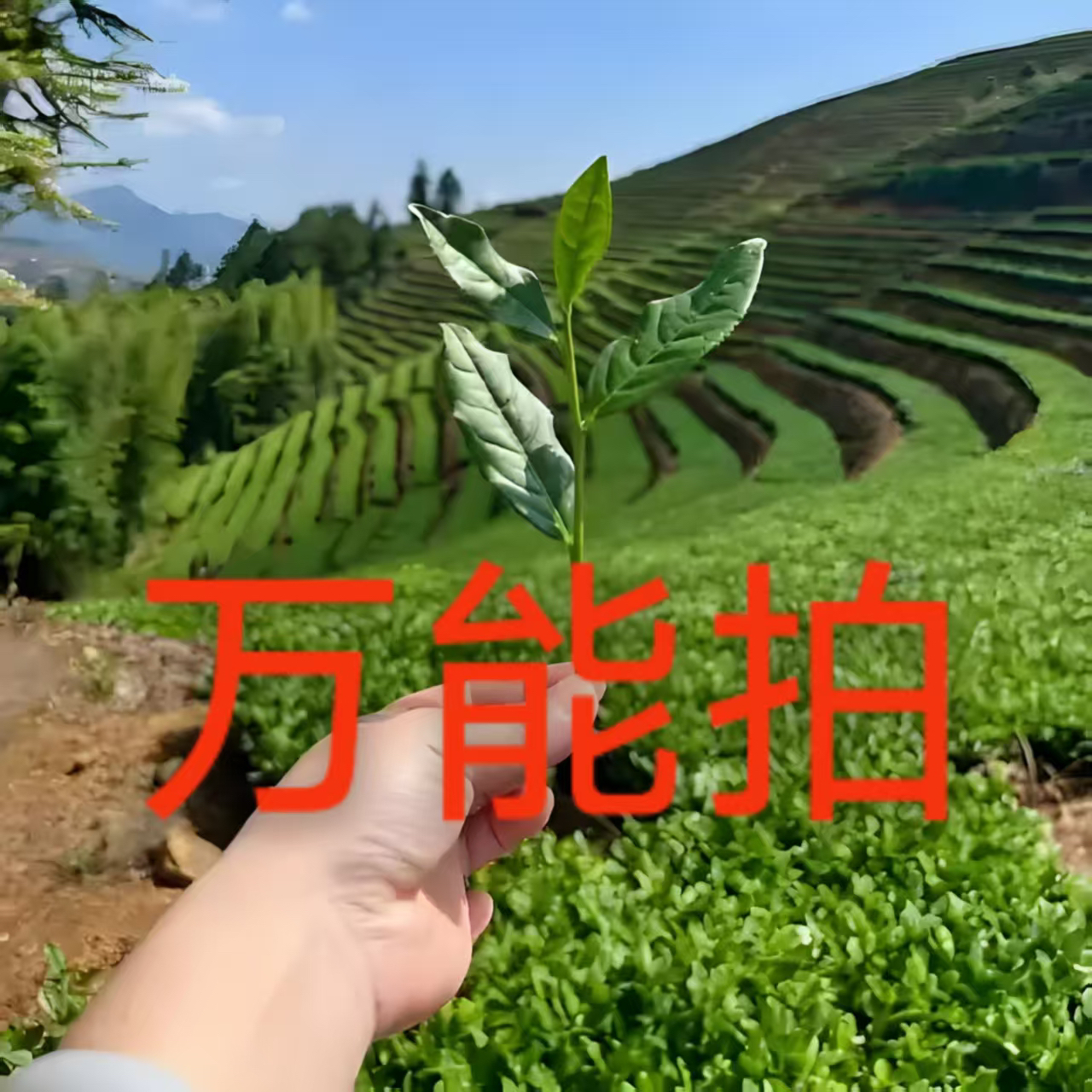 潮州凤凰单丛茶（小店万能拍，联系客服备注）
