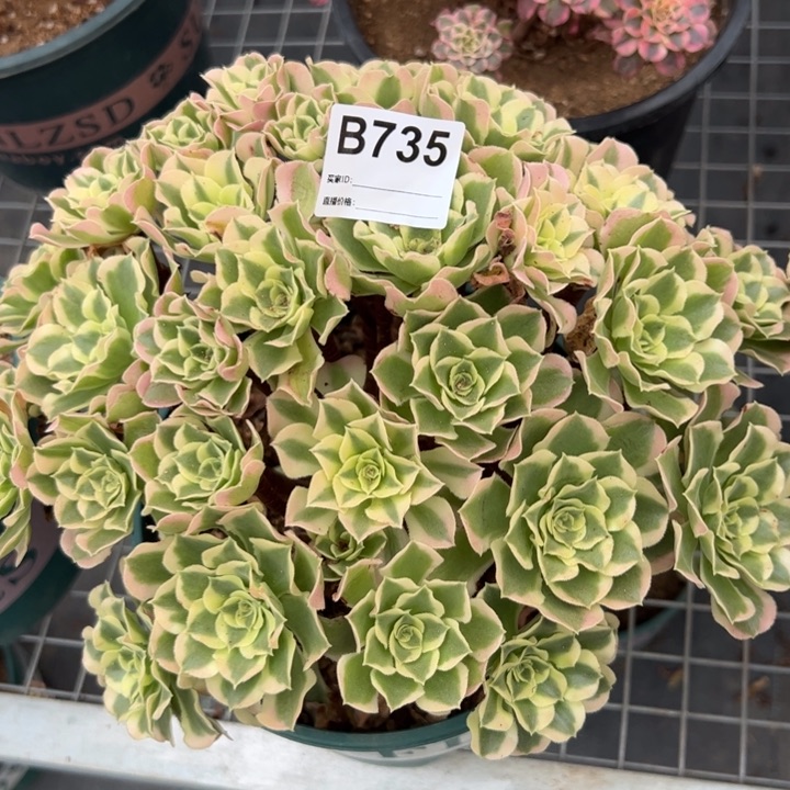 735白凤25厘米左右