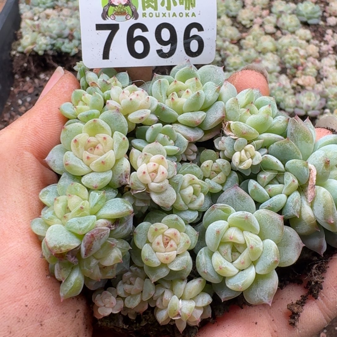 多肉植物多肉植物
