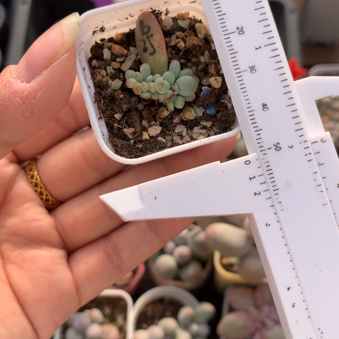 苹果奶缀多肉植物