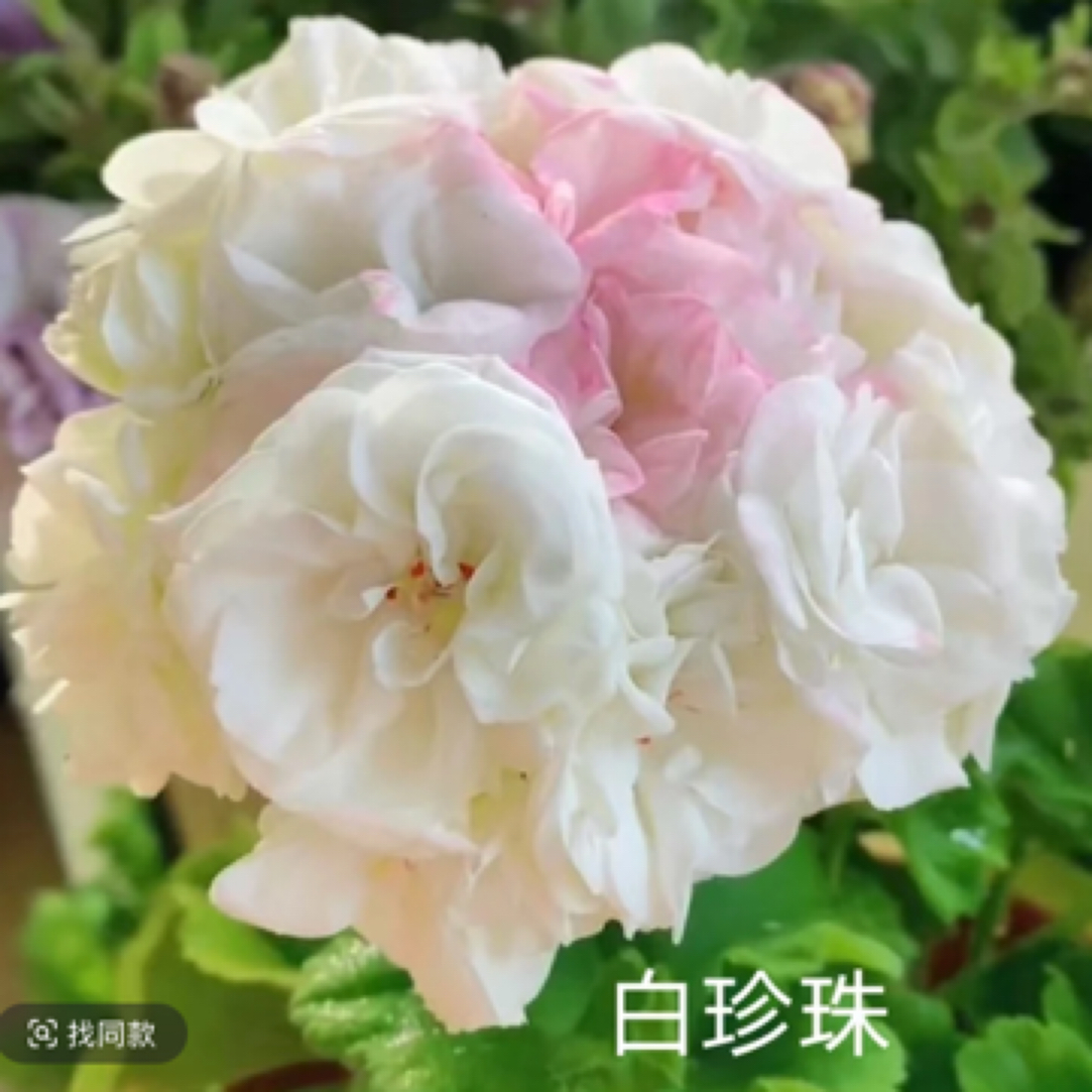 白珍珠 天竺葵直立