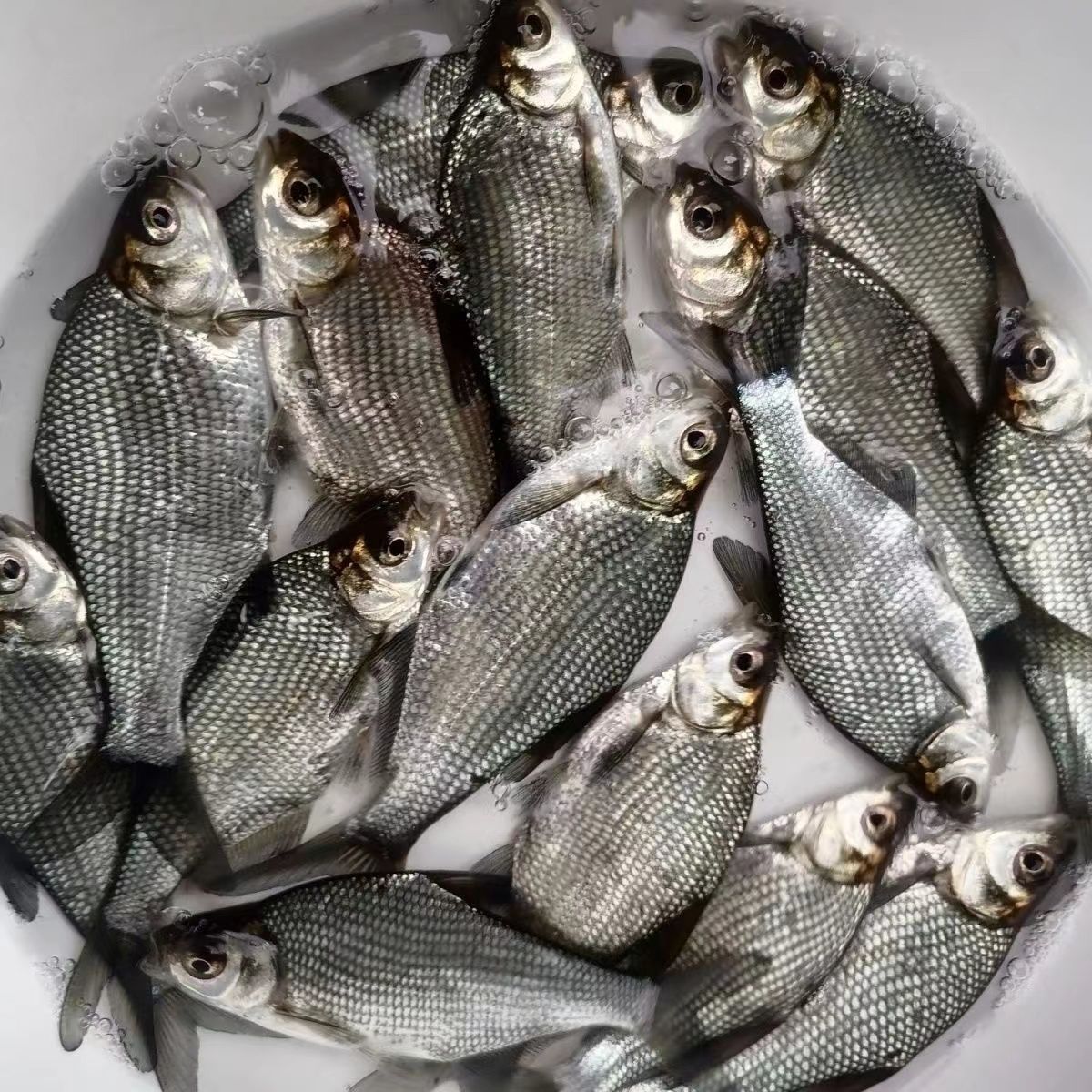 武昌鱼三角鳊鱼鳊鱼草鳊鱼边鱼观赏鱼