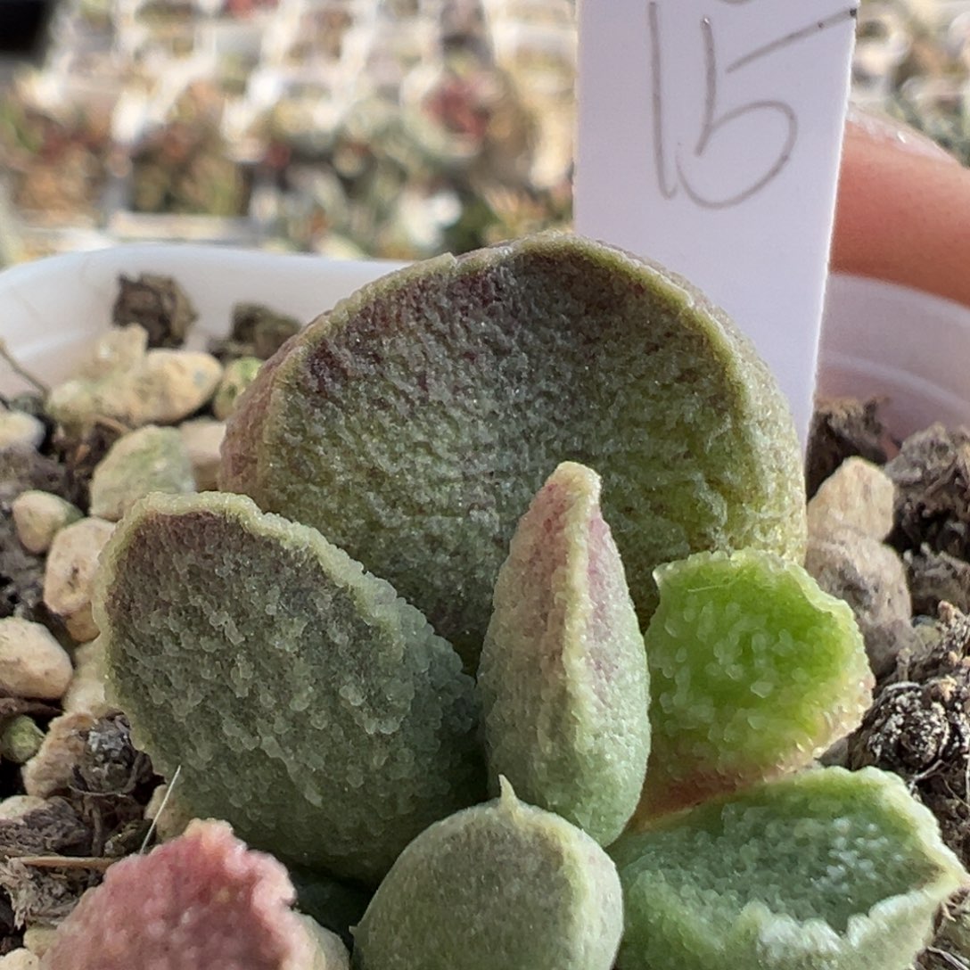 渐变实生大苗多肉植物66