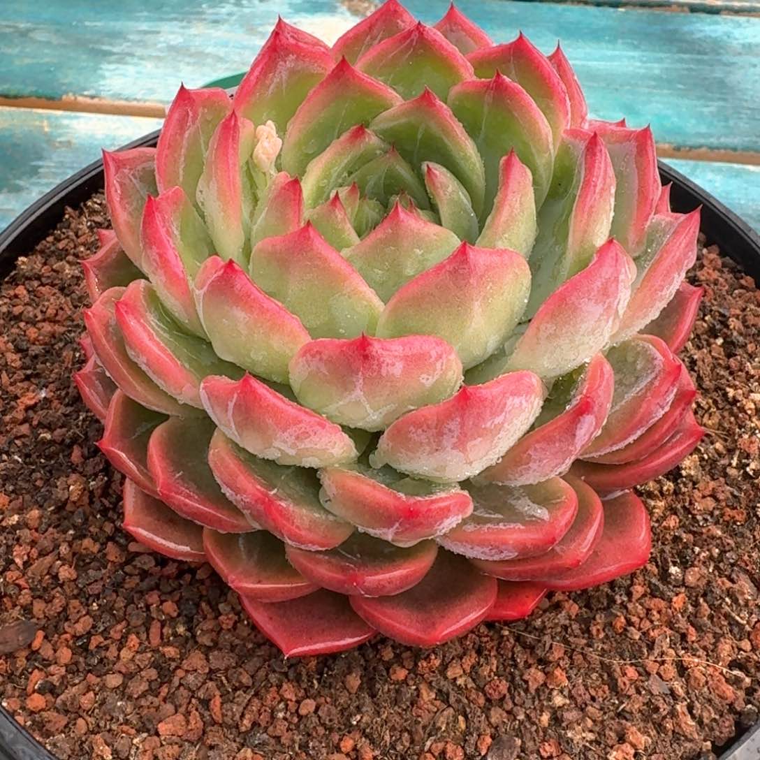 从前慢多肉精选编号0308.315