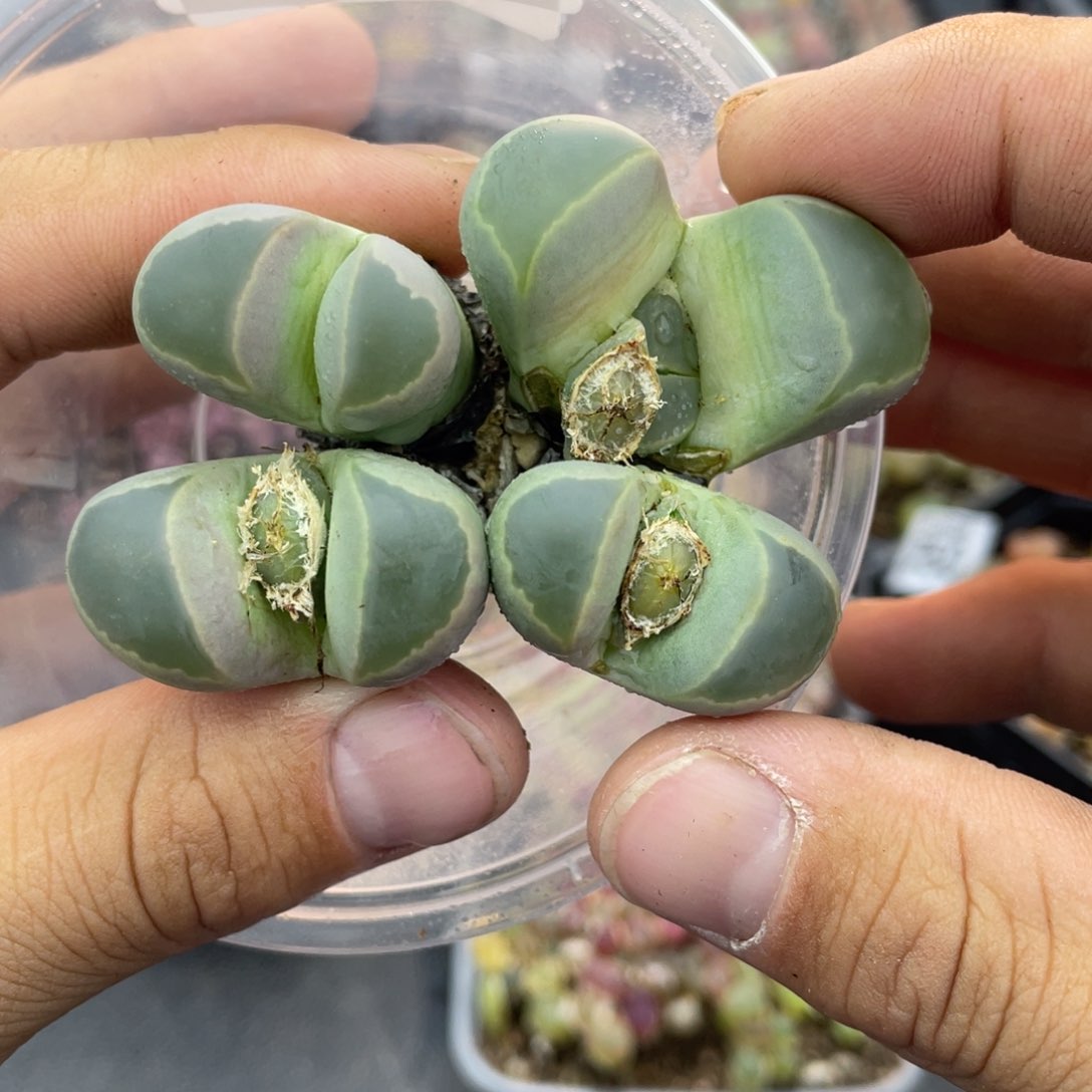 红陶00000000000752