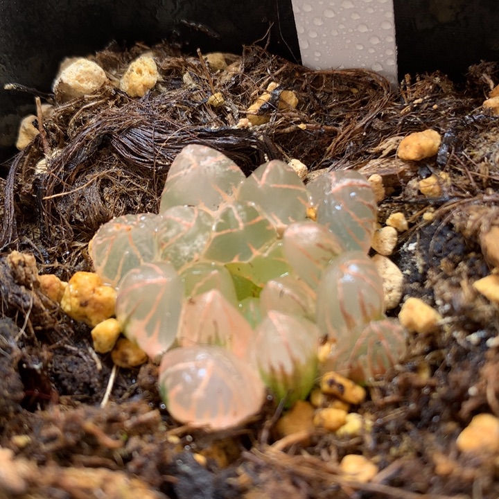 糊斑玉露锦带盆土带破发货