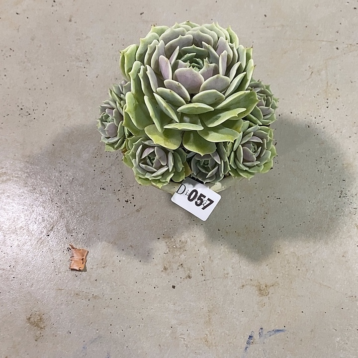 用***5057露娜莲多肉植物
