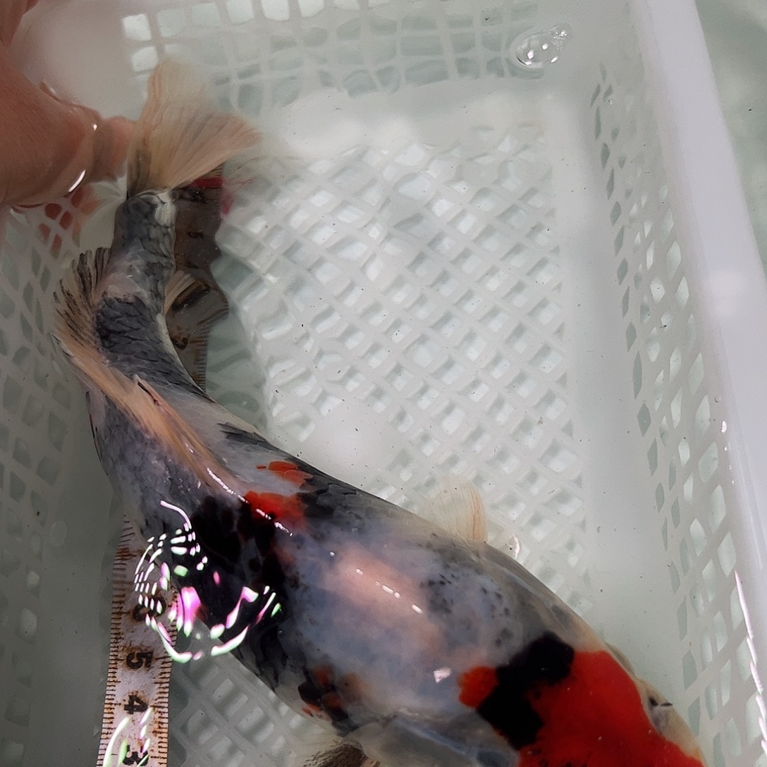 锦鲤冷水锦鲤包邮