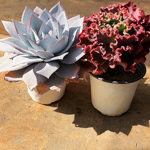 不****?多肉植物广带赠品 2棵