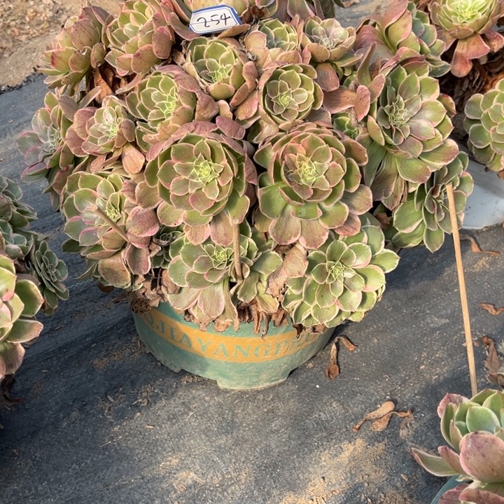 254粉花妖多肉植物法师