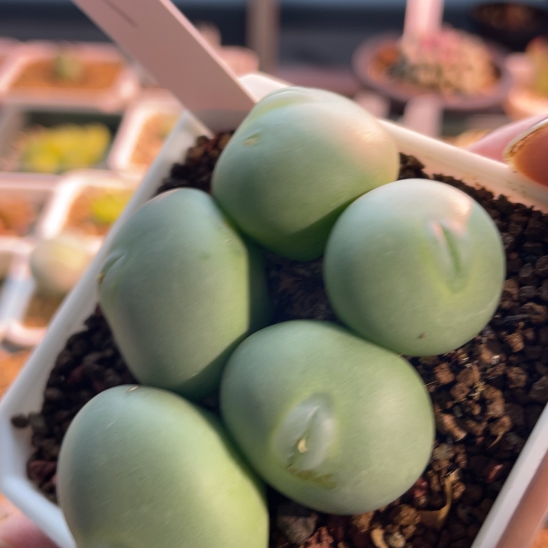 白花大g嘟嘟嘴植物一物一拍