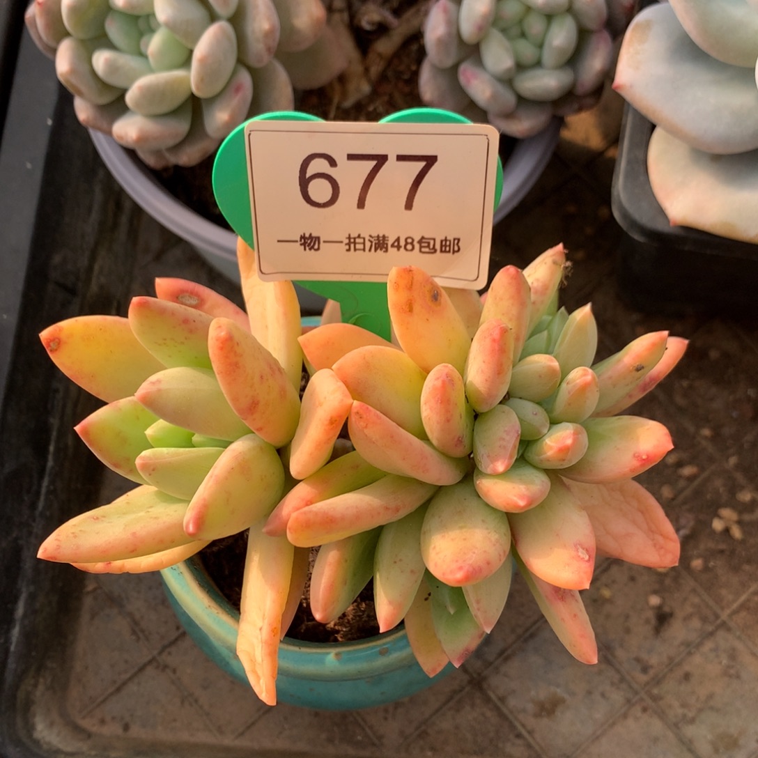 海洋之歌缀化一物一拍677