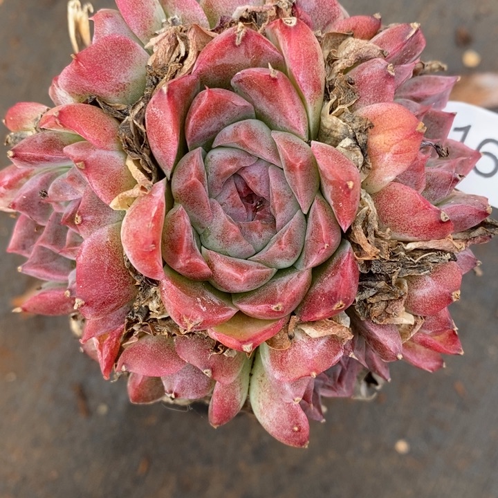 1673杂交老桩基地～8厘米