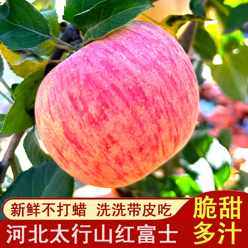 河北太行山高山红富士条红片红混发果香味浓脆甜多汁水果新鲜当季