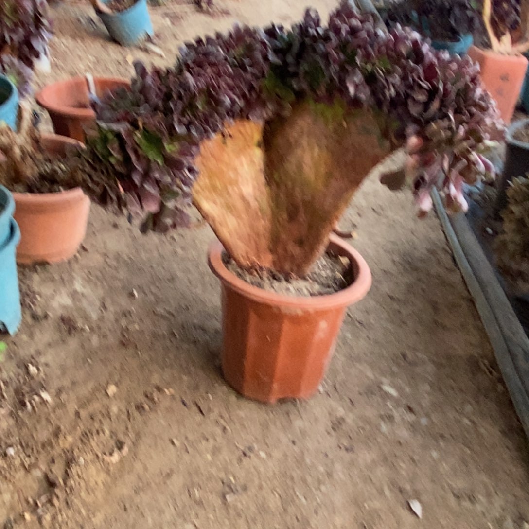 欧紫扇子板多肉1颗多肉