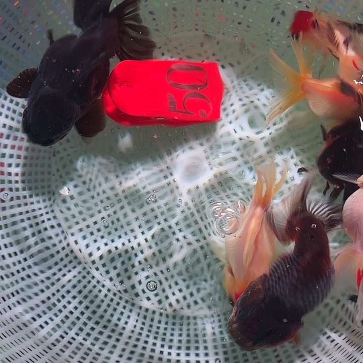 金鱼50号瑕疵鱼一组