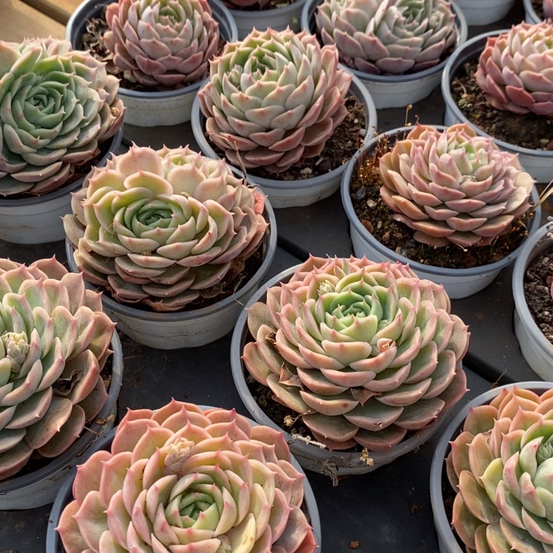 154昂斯诺混发 福利多多