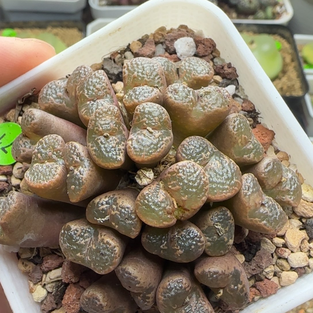 泡泡勋章大群生多肉植物71