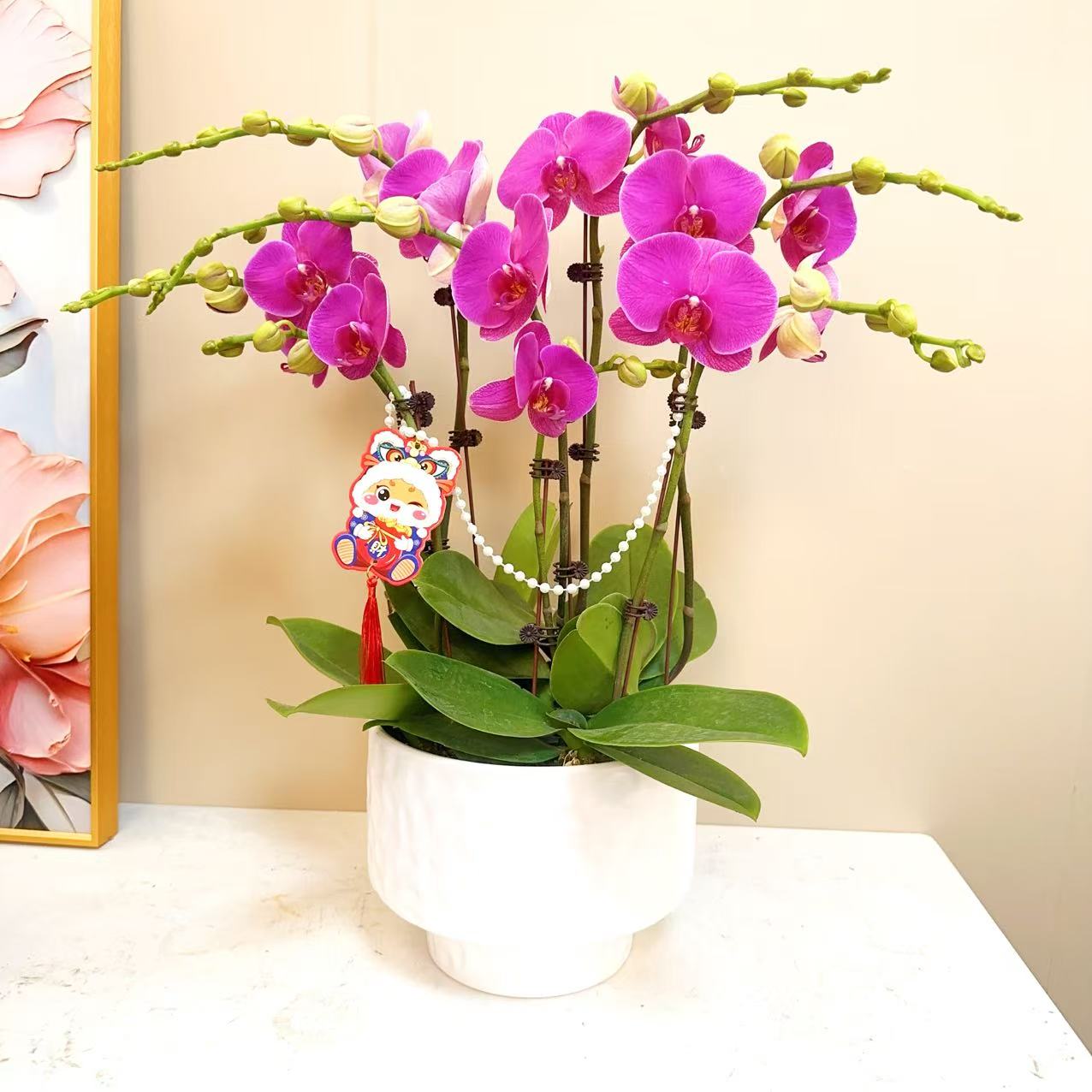 A++级【恭喜发财】精品 蝴蝶兰