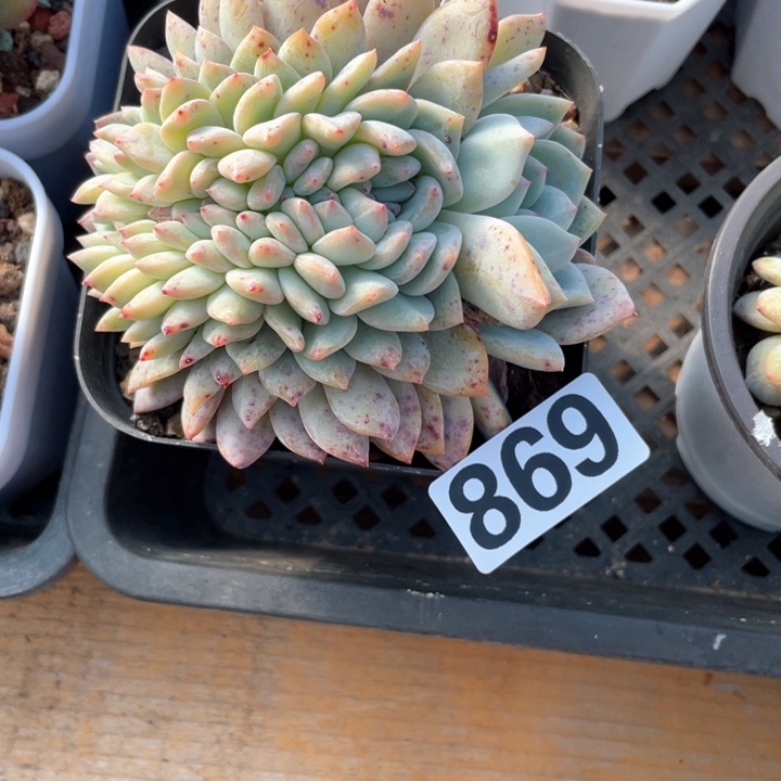 玛*姐多肉植物一物一拍