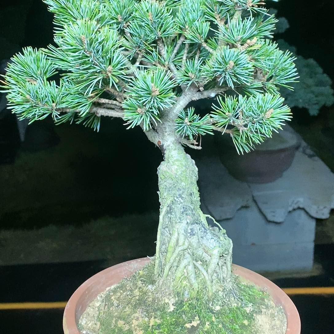 【闪购商品】无花朵