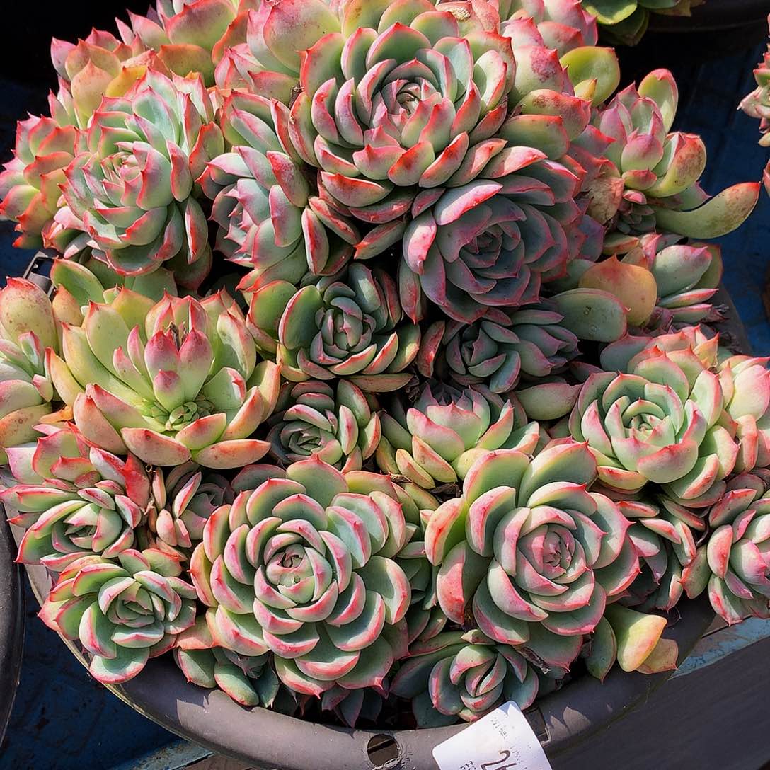 初***。侧影26002多肉多肉