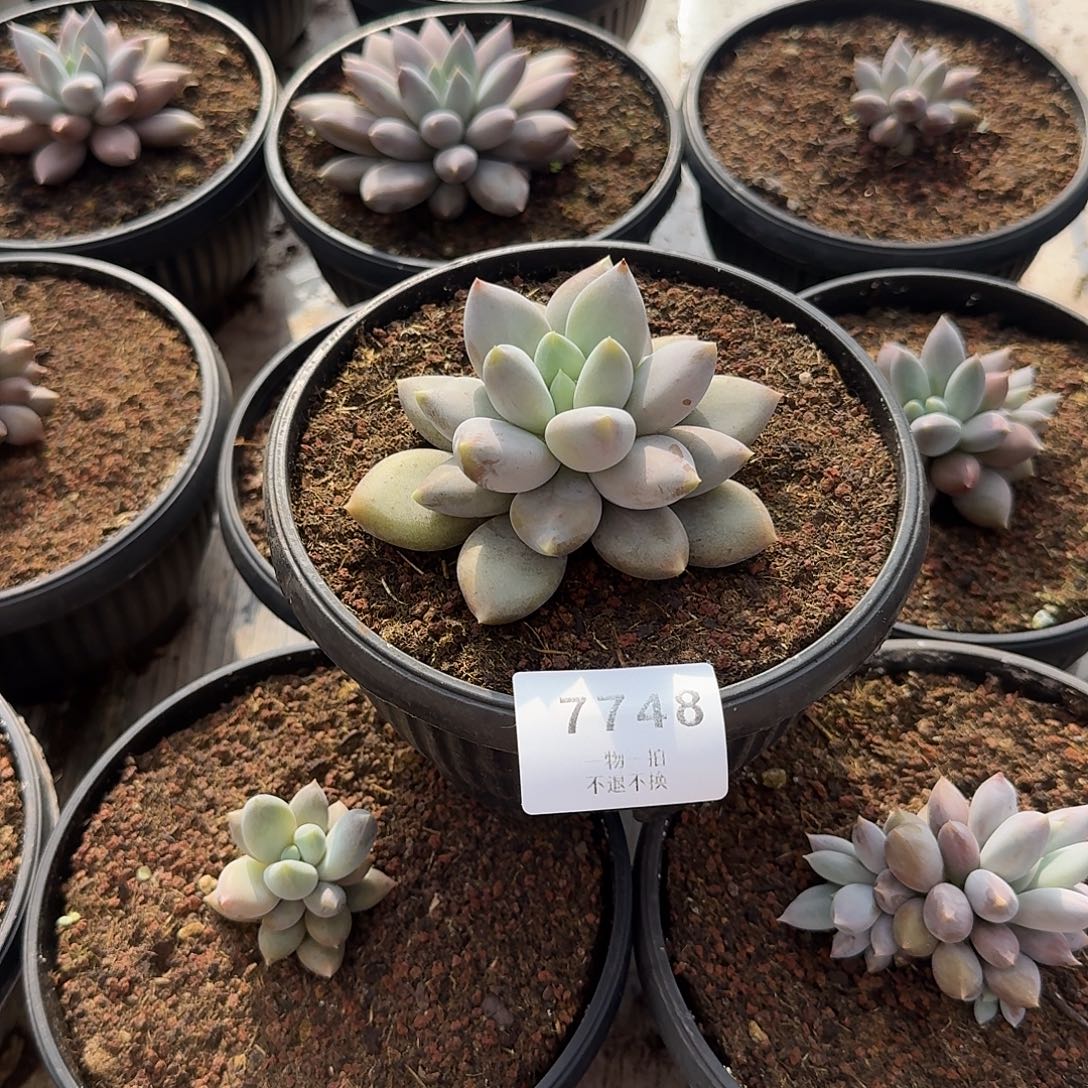 是***、7748号哥特萝莉多肉