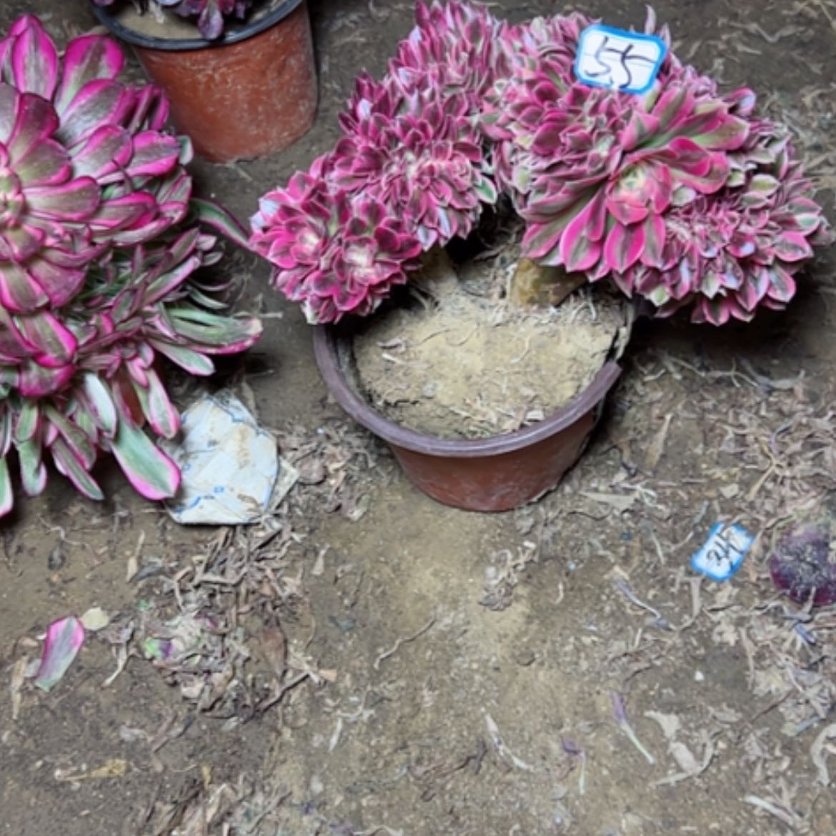 【闪购商品】多肉植物有遐疵55