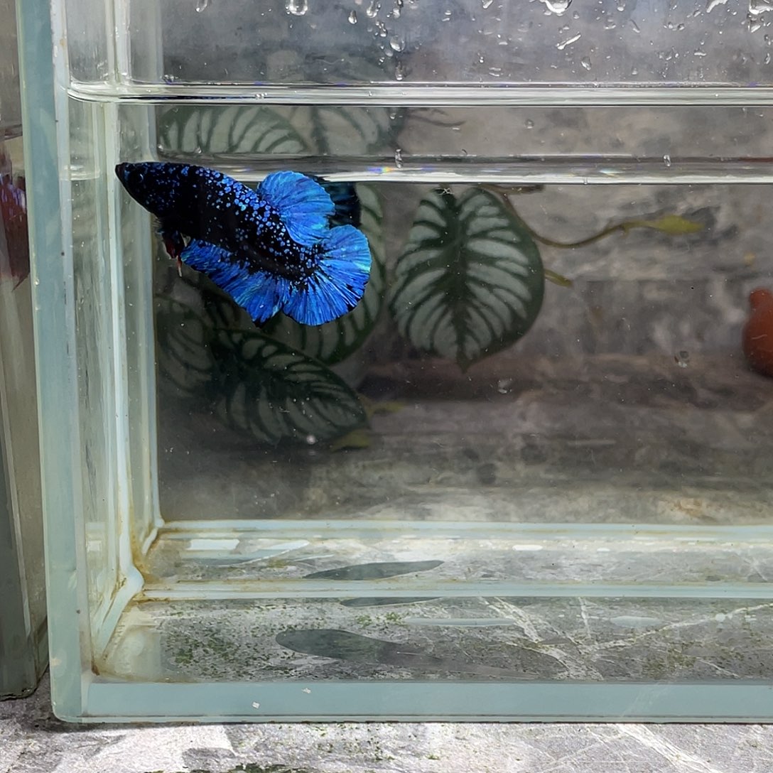 斗鱼育平斗鱼泰国斗鱼