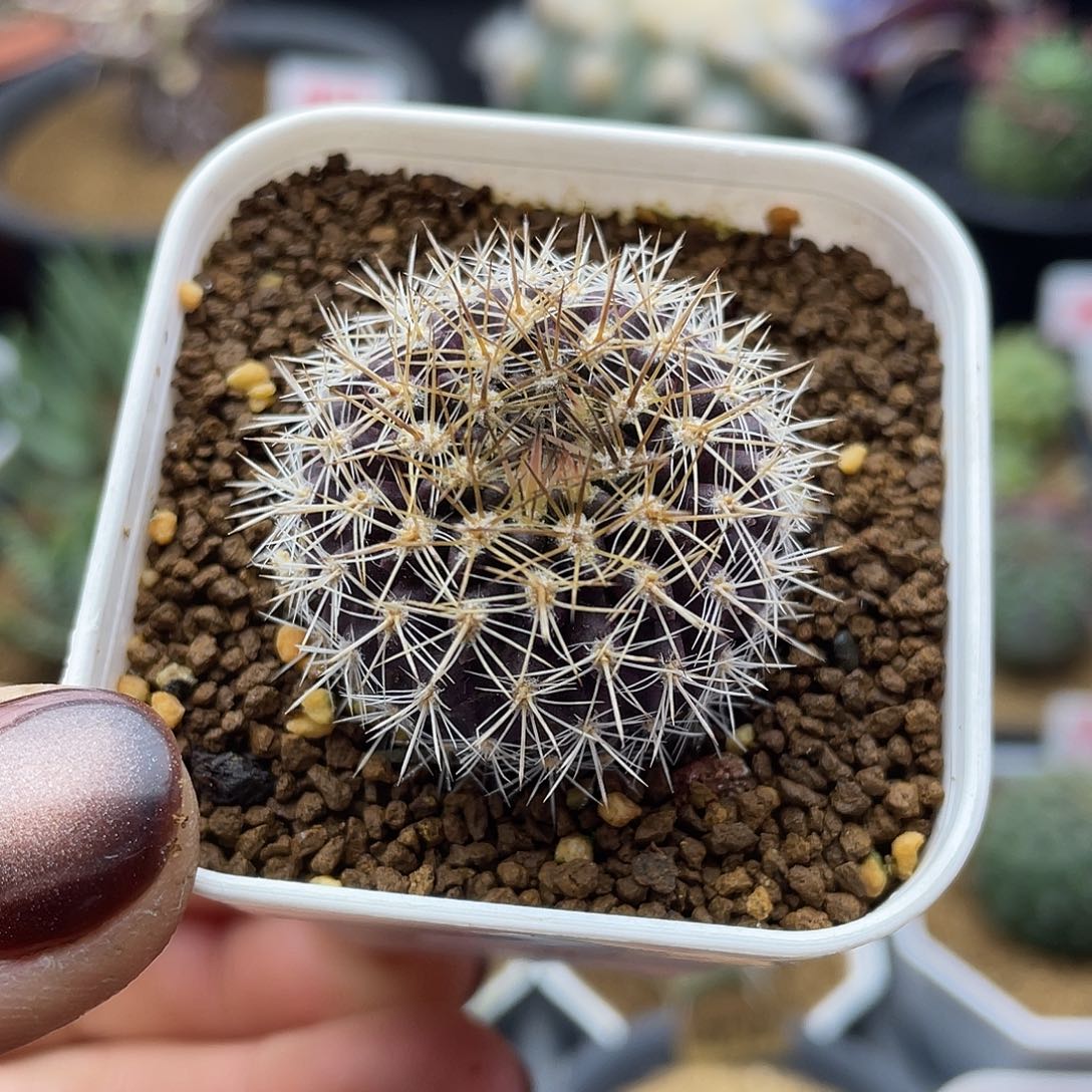 实生紫皮金刺混乱玉仙人球