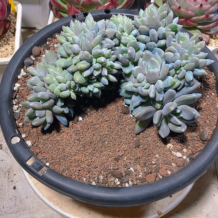 糖宝多肉缀化一物一拍