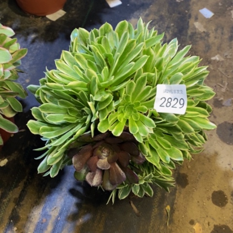 碧浪多肉植物2829