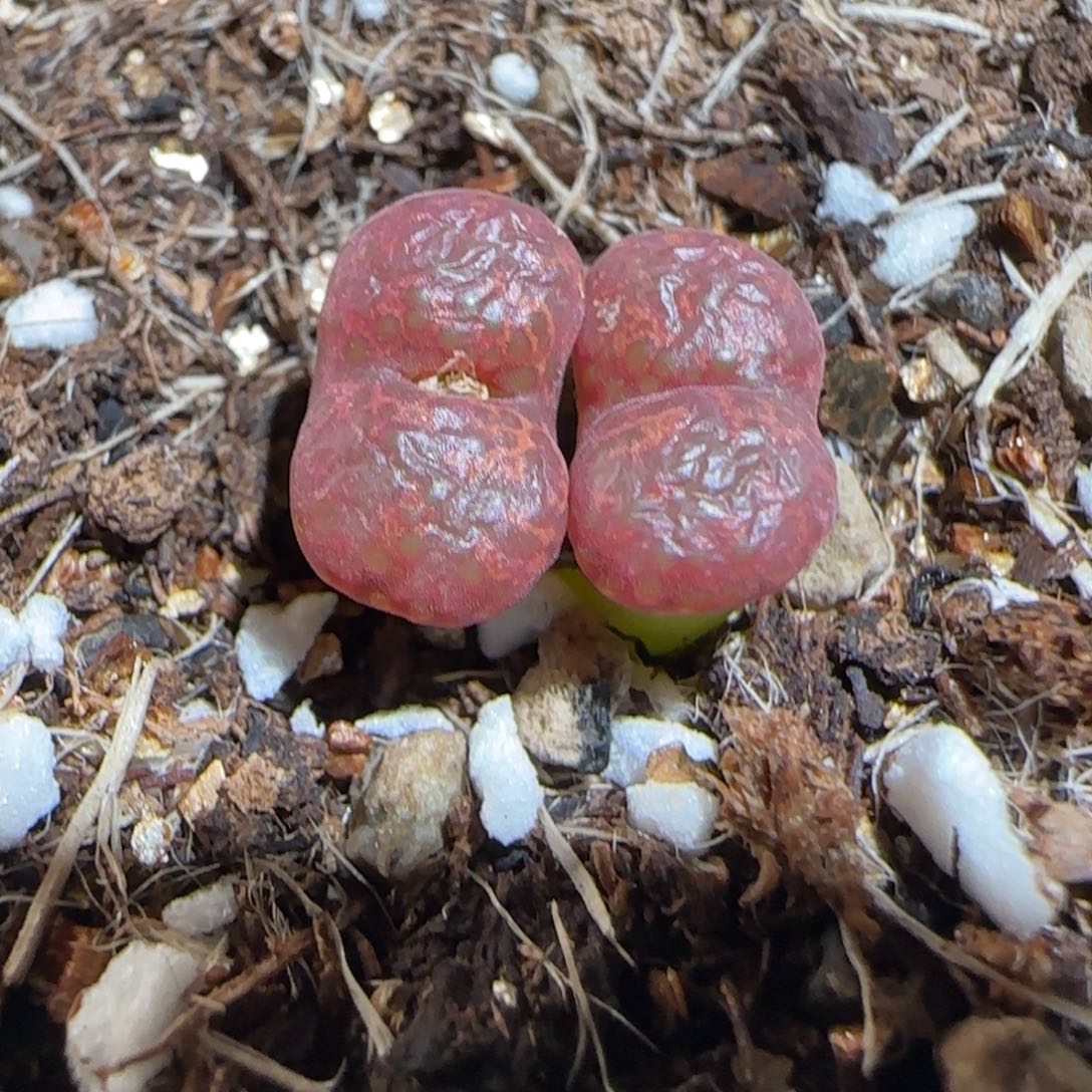 肉锥多肉植物组合-酒红勋章8