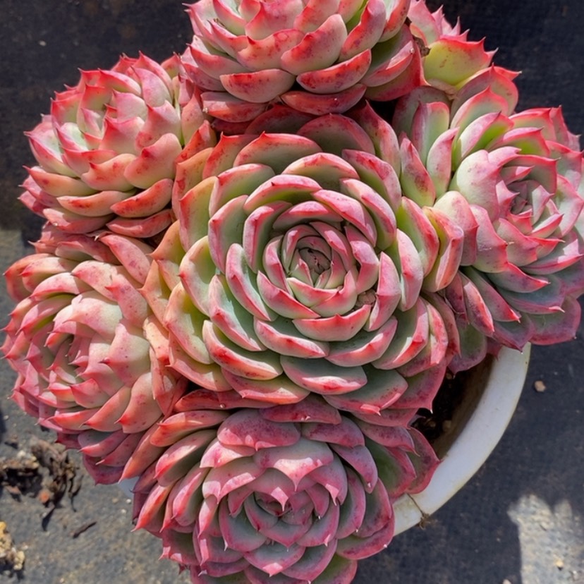 【闪购商品】星**梦多肉植物