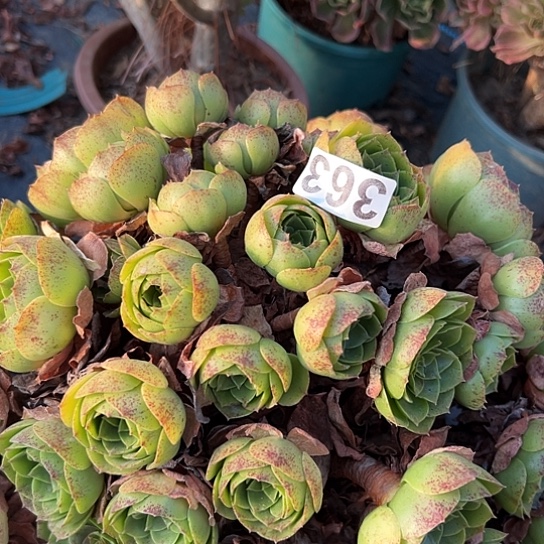 子***玉多肉植物一个撕拉碗363