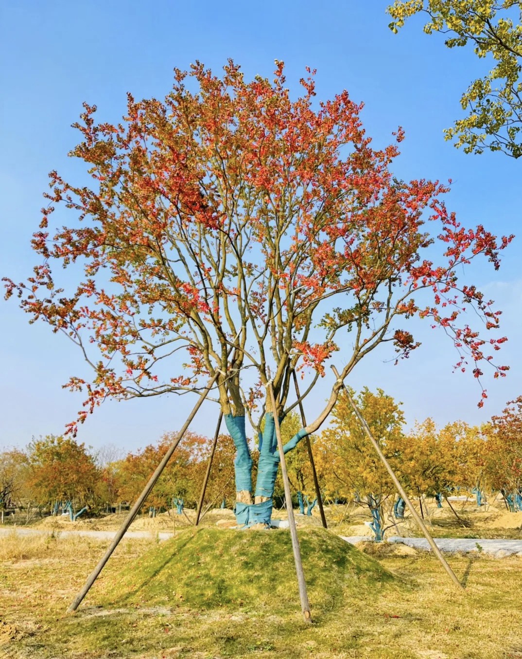 乌桕树庭院景观绿植