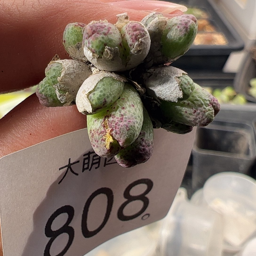 一物一拍。       808