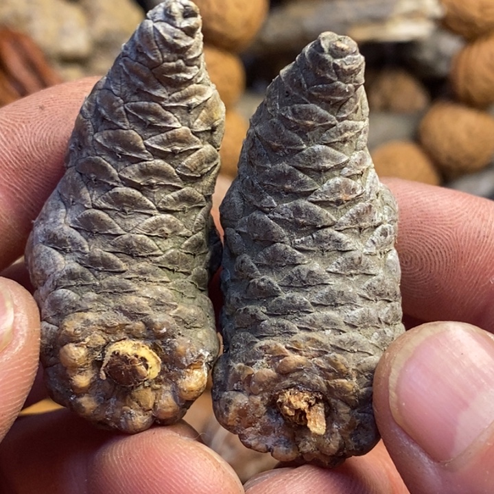 桃核吊坠东北东北特产58