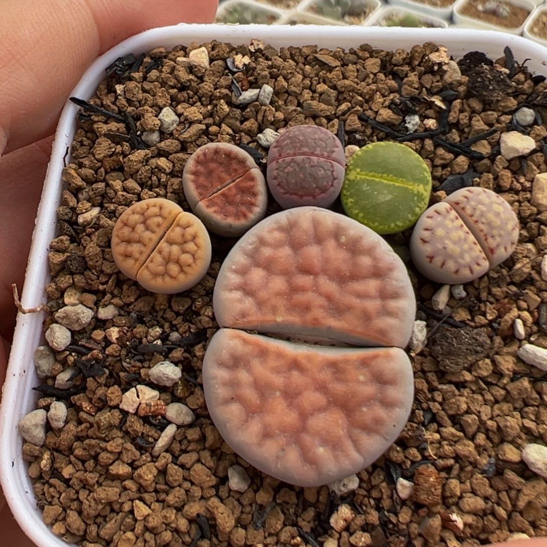 081多肉植物种类多样