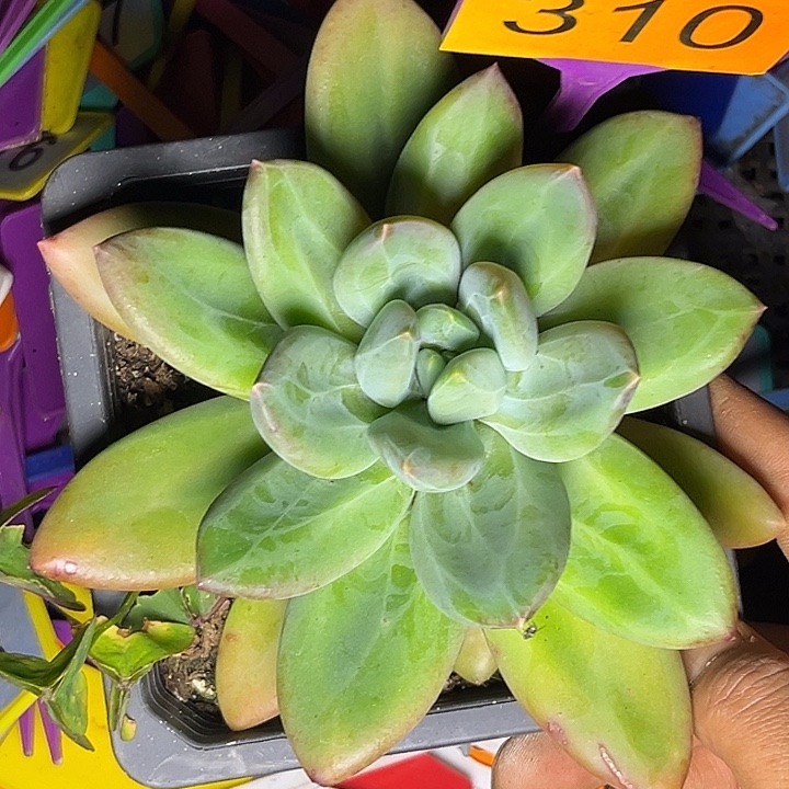 多肉植物海洋之歌310