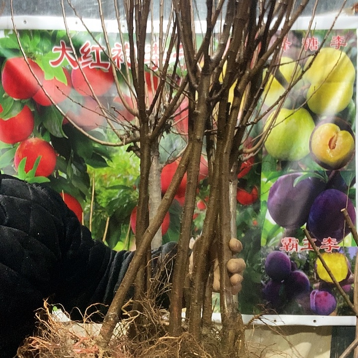 蓝蜜10个法兰西四个