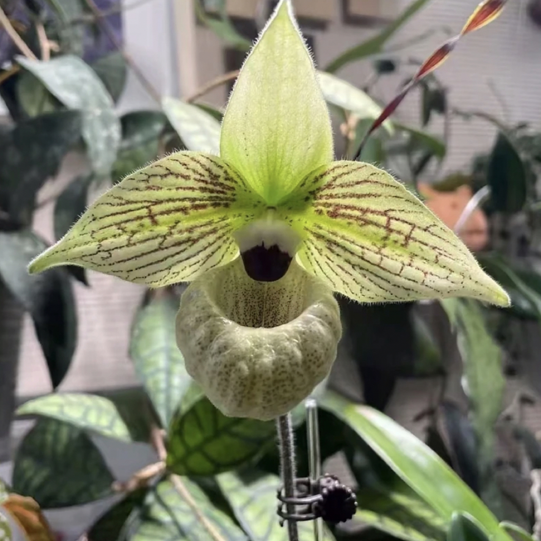 万峰绿缘兰花 实生苗原生种-麻栗坡兜兰