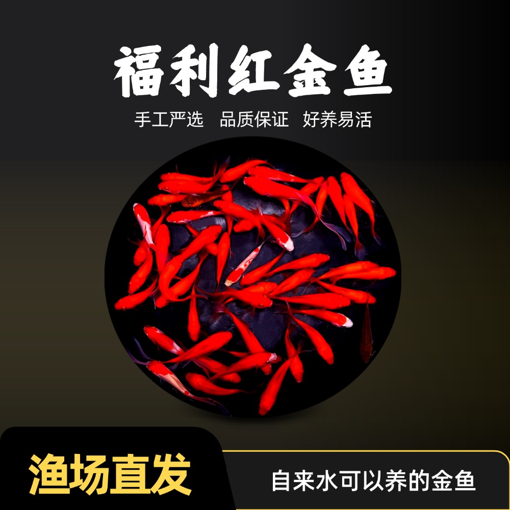 福利25条5-7厘米草金鱼冷水金鱼观赏鱼好养耐活可混养热带鱼