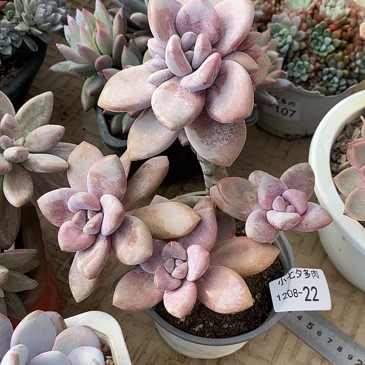 小七夕多肉桃霜22